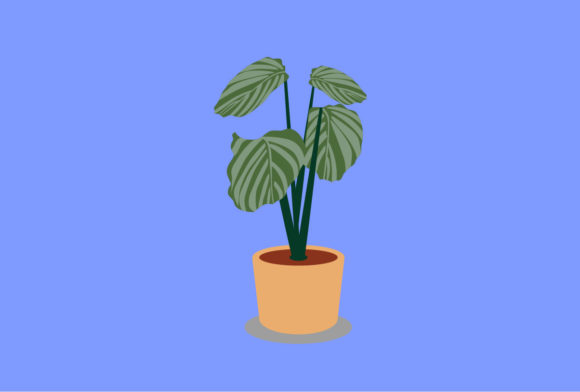 Calathea Decorative Plants Vector: Elevate Your Designs