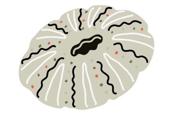 Decorative Cartoon Seashell: Tropical Unleashed